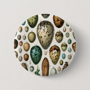 Various kinds of Egg Scientific Illustration Button
