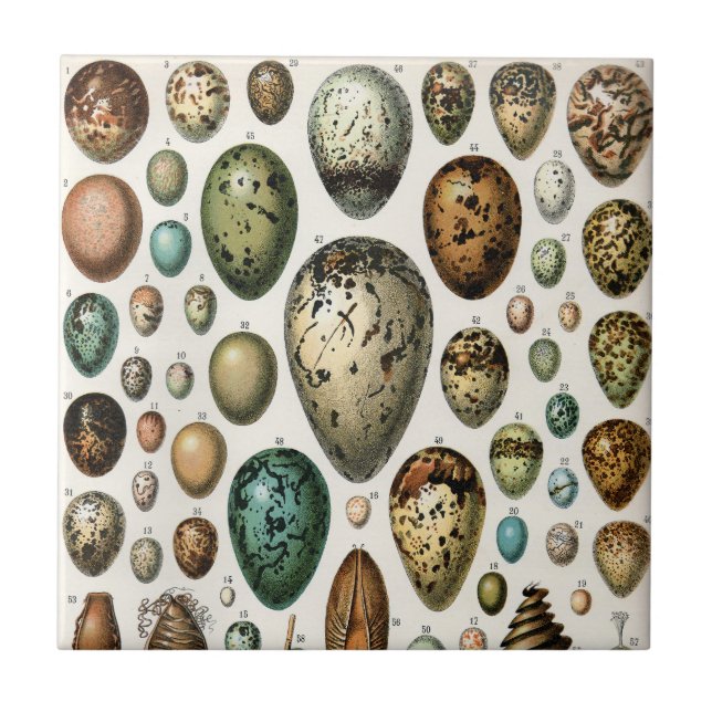 Various kinds of Egg Scientific Illustration Ceramic Tile (Front)