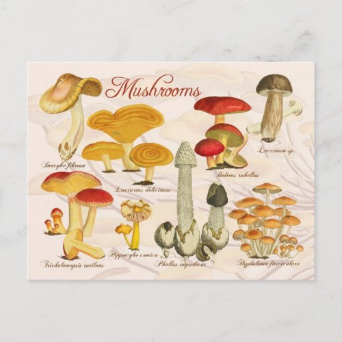 Various Mushrooms Postcard