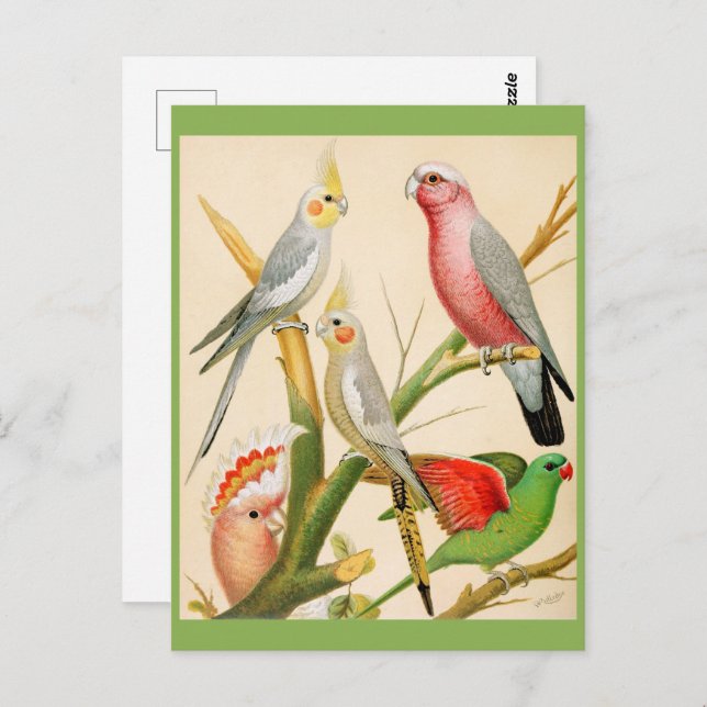Various parakeets postcard (Front/Back)
