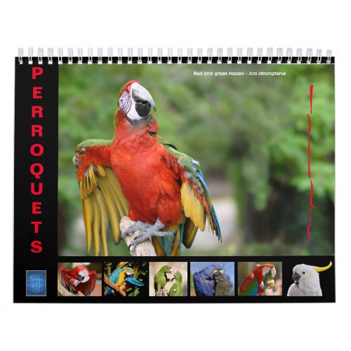 Various parrots 12 month calendar