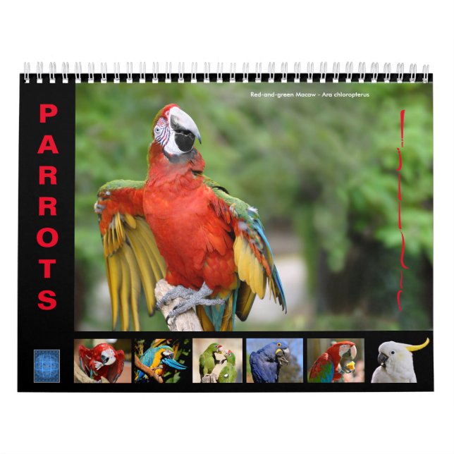 Various parrots 12 month calendar (Cover)