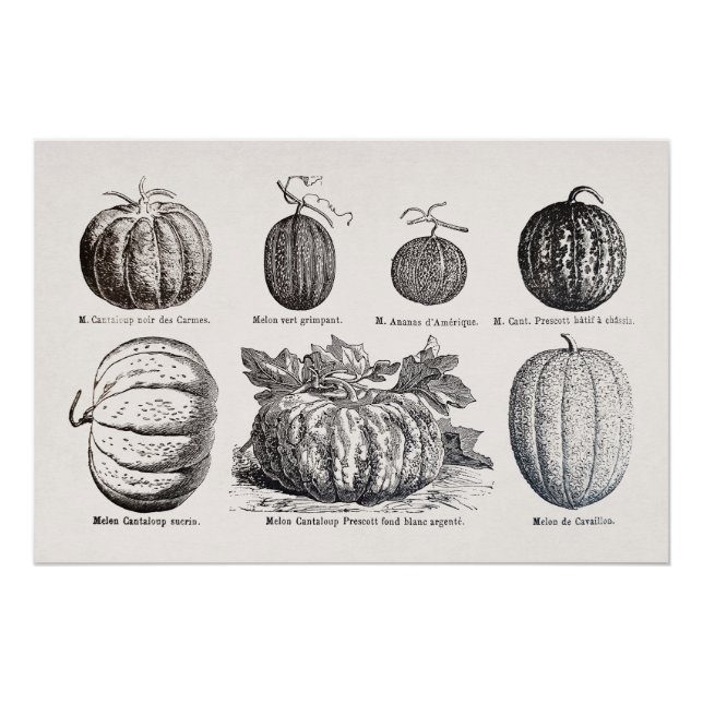 Various species of melons poster (Front)