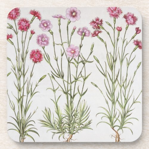 Various varieties of Dianthus from the Hortus Ey Beverage Coaster