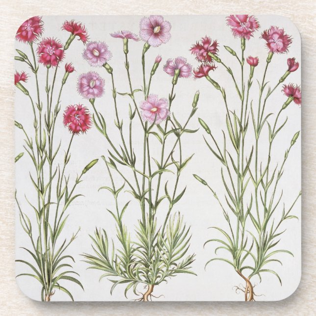 Various varieties of Dianthus, from the 'Hortus Ey Beverage Coaster (Front)