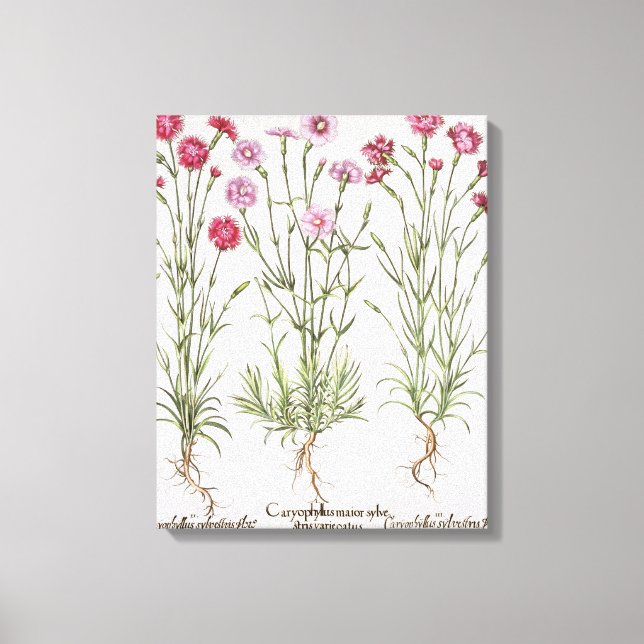 Various varieties of Dianthus, from the 'Hortus Ey Canvas Print (Front)