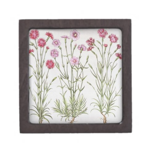 Various varieties of Dianthus from the Hortus Ey Keepsake Box