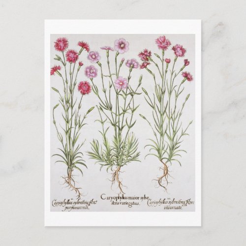 Various varieties of Dianthus from the Hortus Ey Postcard