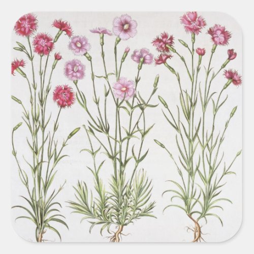 Various varieties of Dianthus from the Hortus Ey Square Sticker