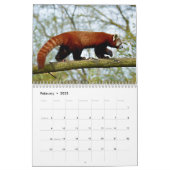 Varous giant pandas and red pandas calendar (Feb 2025)