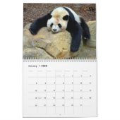 Varous giant pandas and red pandas calendar (Jan 2025)