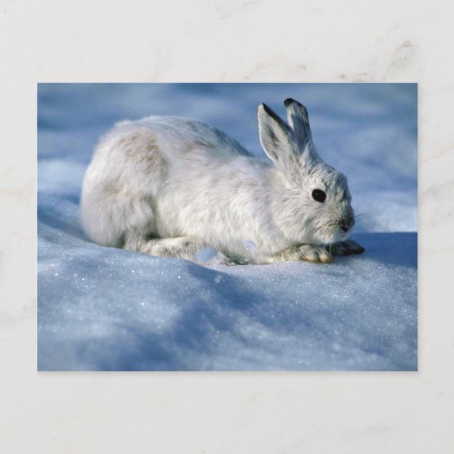 Varying Hare/Snowshoe Rabbit on open snow Postcard (Front)