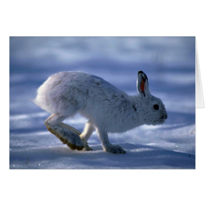 Varying Hare/Snowshoe Rabbit running across open s Cards