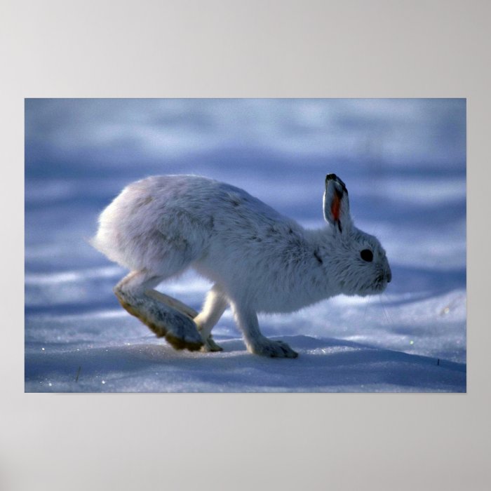 Varying Hare/Snowshoe Rabbit running across open s Posters