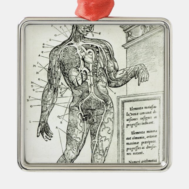 Vascular System according to Charles Etienne Metal Ornament (Front)