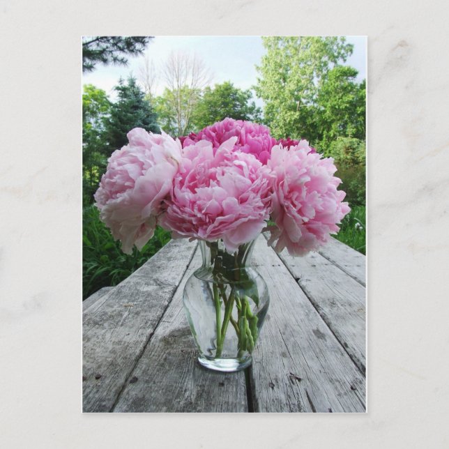 Vase of Pink Peonies Postcard (Front)