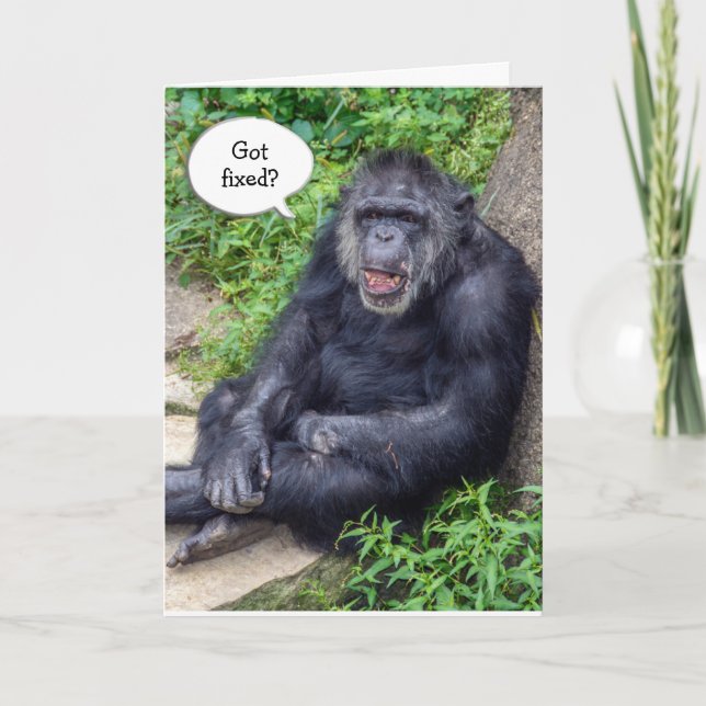 Vasectomy Humor with Chimpanzee Card (Front)