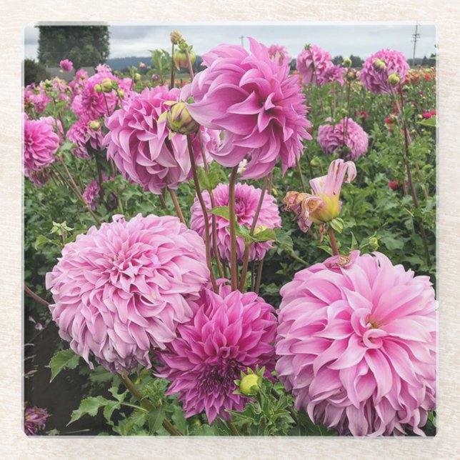 Vassio Meggos Dahlia Glass Coaster (Front)
