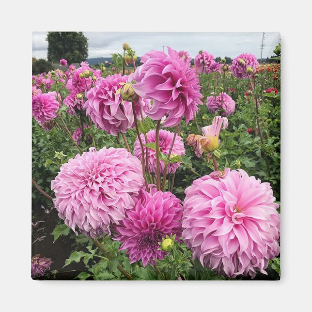 Vassio Meggos Dahlia Magnet (Front)