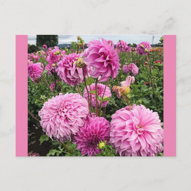 Vassio Meggos Dahlia Postcard (Front)