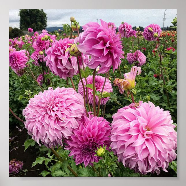 Vassio Meggos Dahlia Poster (Front)