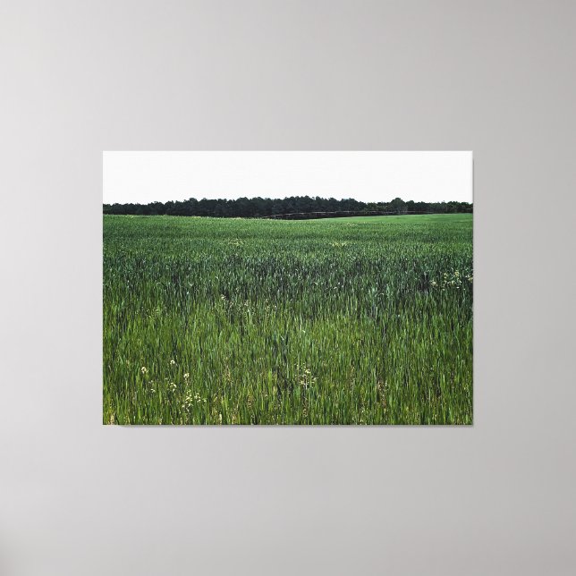 Vast Green Field under Clear Sky Canvas Print (Front)