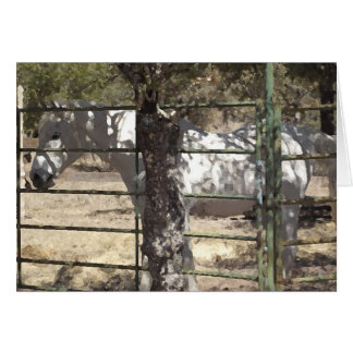 "Vato" Arabian Horse Cards