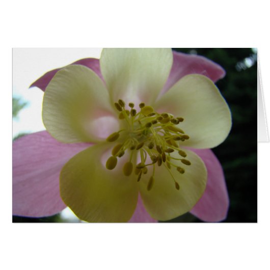 veduta (Front Horizontal)