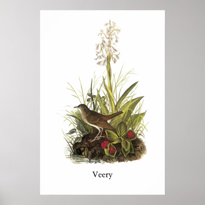 Veery, John Audubon Print