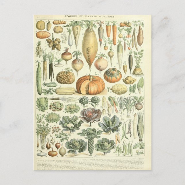 Vegetable dictionary illustration postcard (Front)