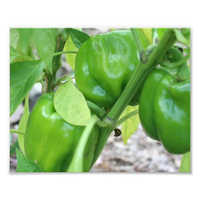 Vegetable Garden Green Peppers 10x8  Photo Print (Front)