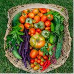 Vegetable Harvest Basket Cutout<br><div class="desc">Harvest basket of fresh vegetables - heirloom tomatoes,  hot peppers,  beans,  cucumbers,  zucchini,  and fresh herbs - homegrown in an organic garden</div>