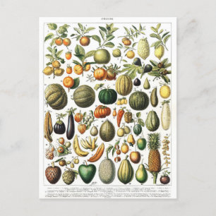 Vegetables Fruit Garden Vintage Botanical Postcard