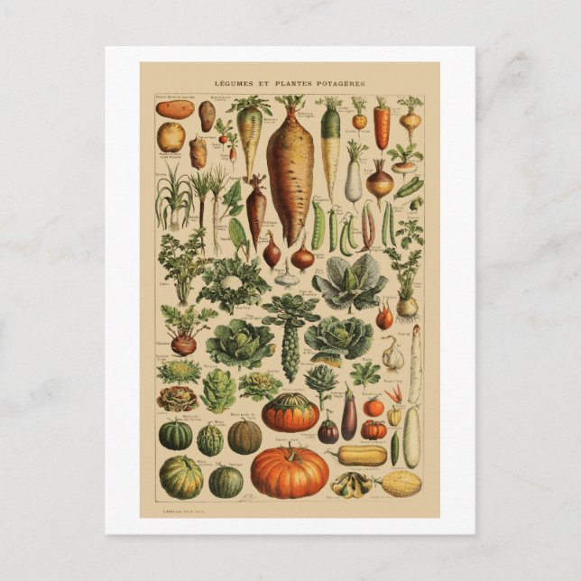 Vegetables Vintage French Book Page Postcard (Front)