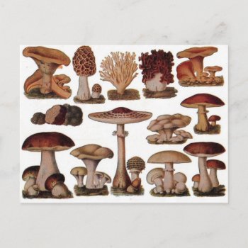 Vegetarian Hipster Steampunk Vintage Mushroom Postcard by cranberrysky at Zazzle