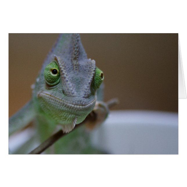 Veiled Chameleon Cards (Front Horizontal)