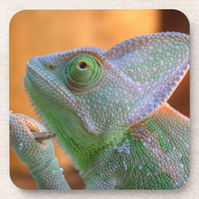 Veiled Chameleon Coaster (Front)
