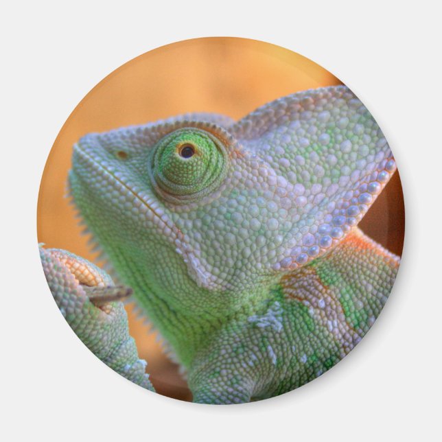 Veiled Chameleon Magnet (Front)