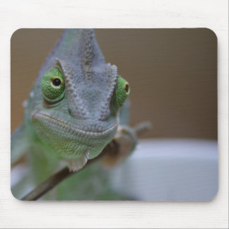 Veiled Chameleon Mouse Pad