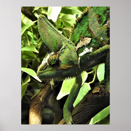 Veiled Chameleon Poster