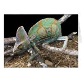 Veiled Chameleon – The Ultimate Conehead (Front Horizontal)