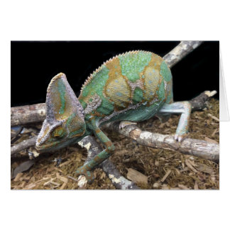 Veiled Chameleon – The Ultimate Conehead Cards