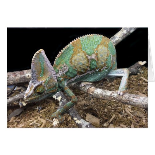 Veiled Chameleon – The Ultimate Conehead Cards (Front Horizontal)