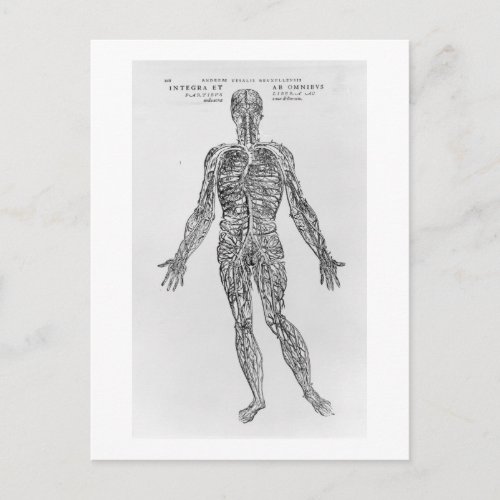 Veins and Arteries system bw print Postcard