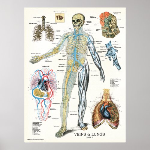 Veins Lungs Human Anatomy Poster 18 x 24