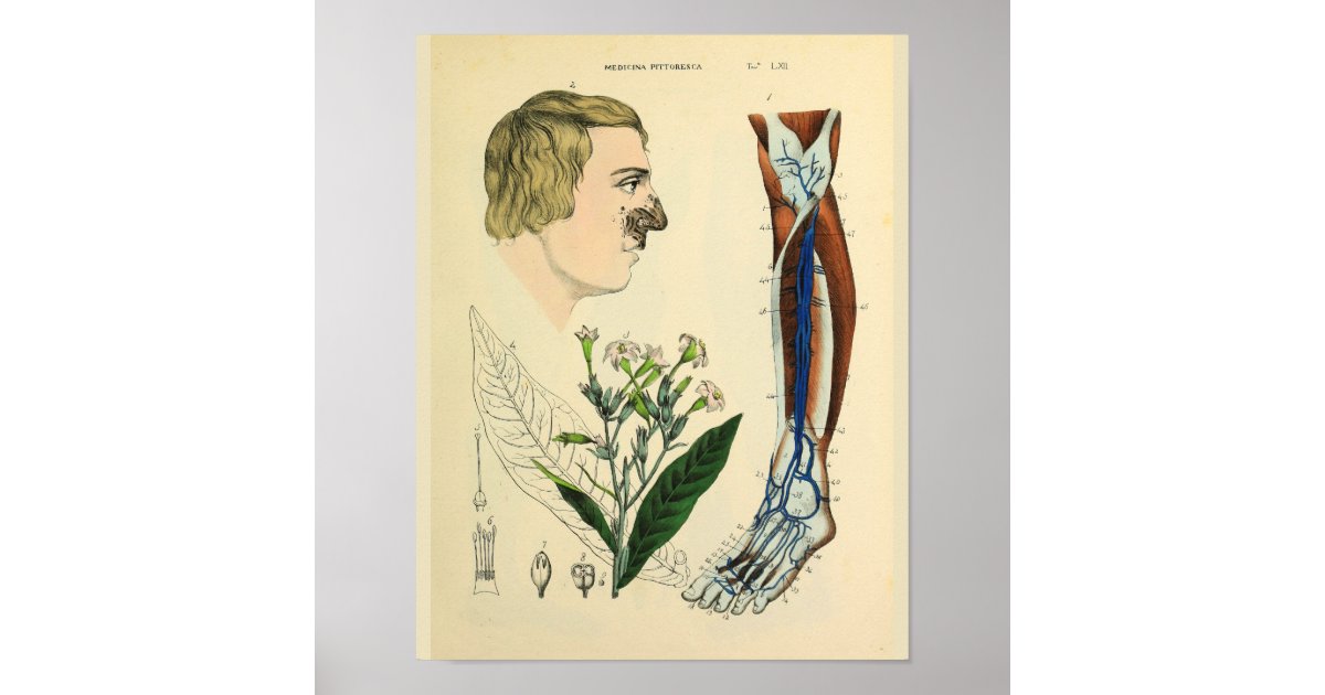Veins Muscles Leg Foot Anatomy Art Print Zazzle Com