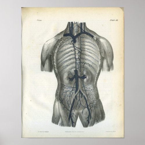 Veins of Abdomen Internal Anatomy Print