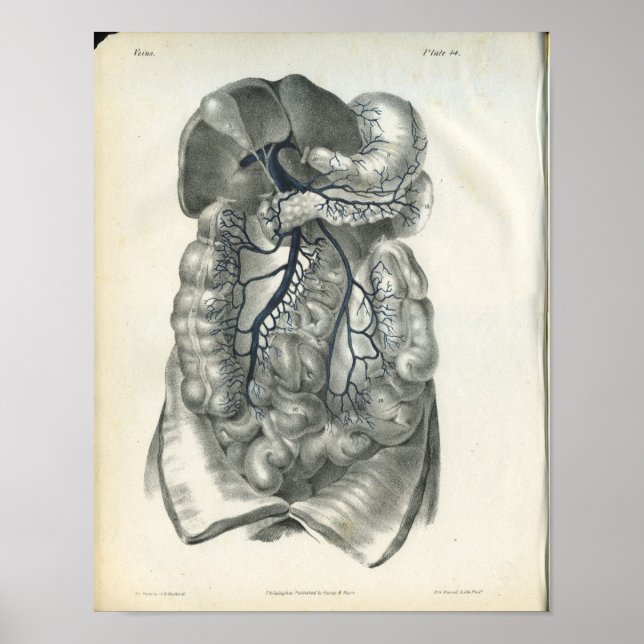 Veins of Abdominal Organs Anatomy Print (Front)