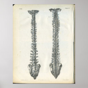 Veins of Spine Anatomy Print