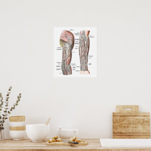 Veins of the Arm Poster | Zazzle